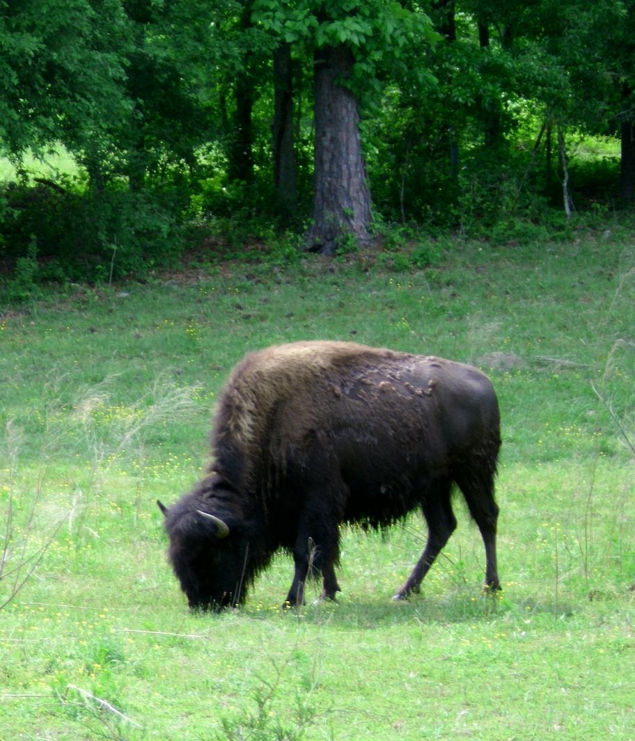 buffalo-1.jpg