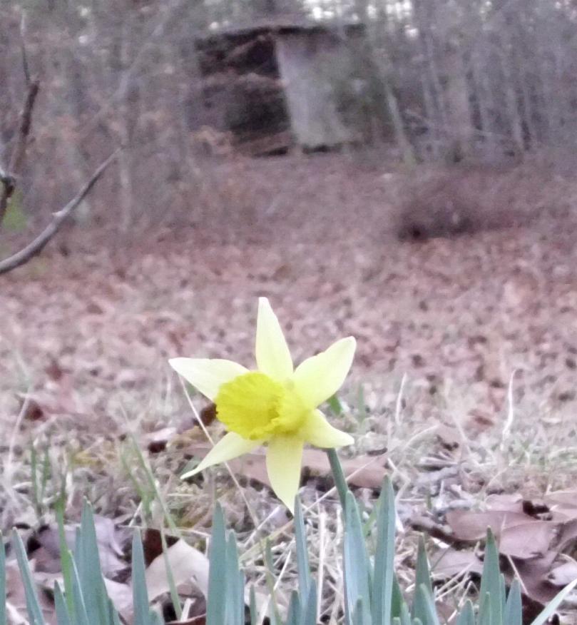 first-daffodil-2011.jpg