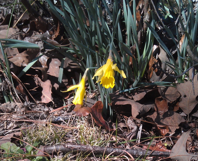 first-daffodil-2012.jpg